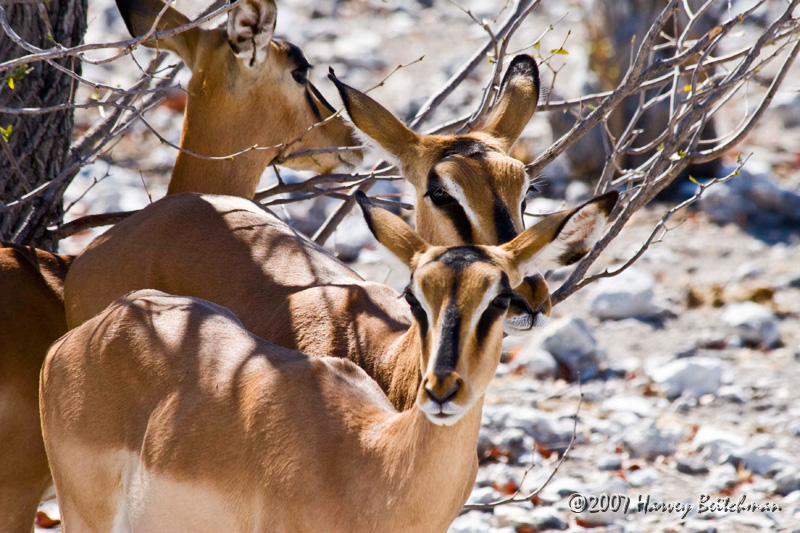 Black Faced Impala 1859.jpg